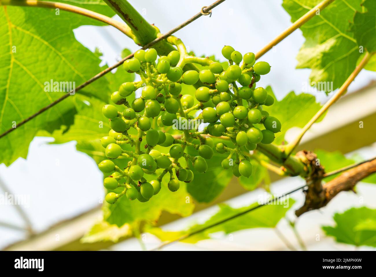 Bunch of growing young grapes in a vineyard Stock Photo - Alamy