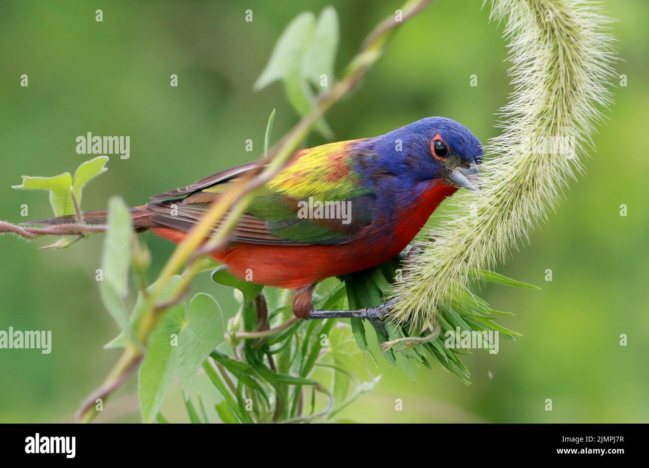 Raleigh, North Carolina, USA. 7th Aug, 2022. Birders converge on