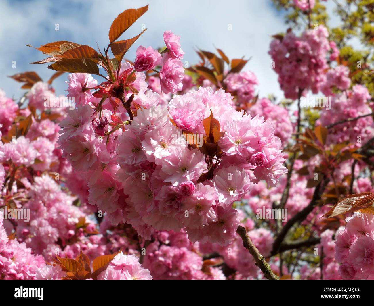 Close up of soft bright pink cherry blossom flowers on a tree ...