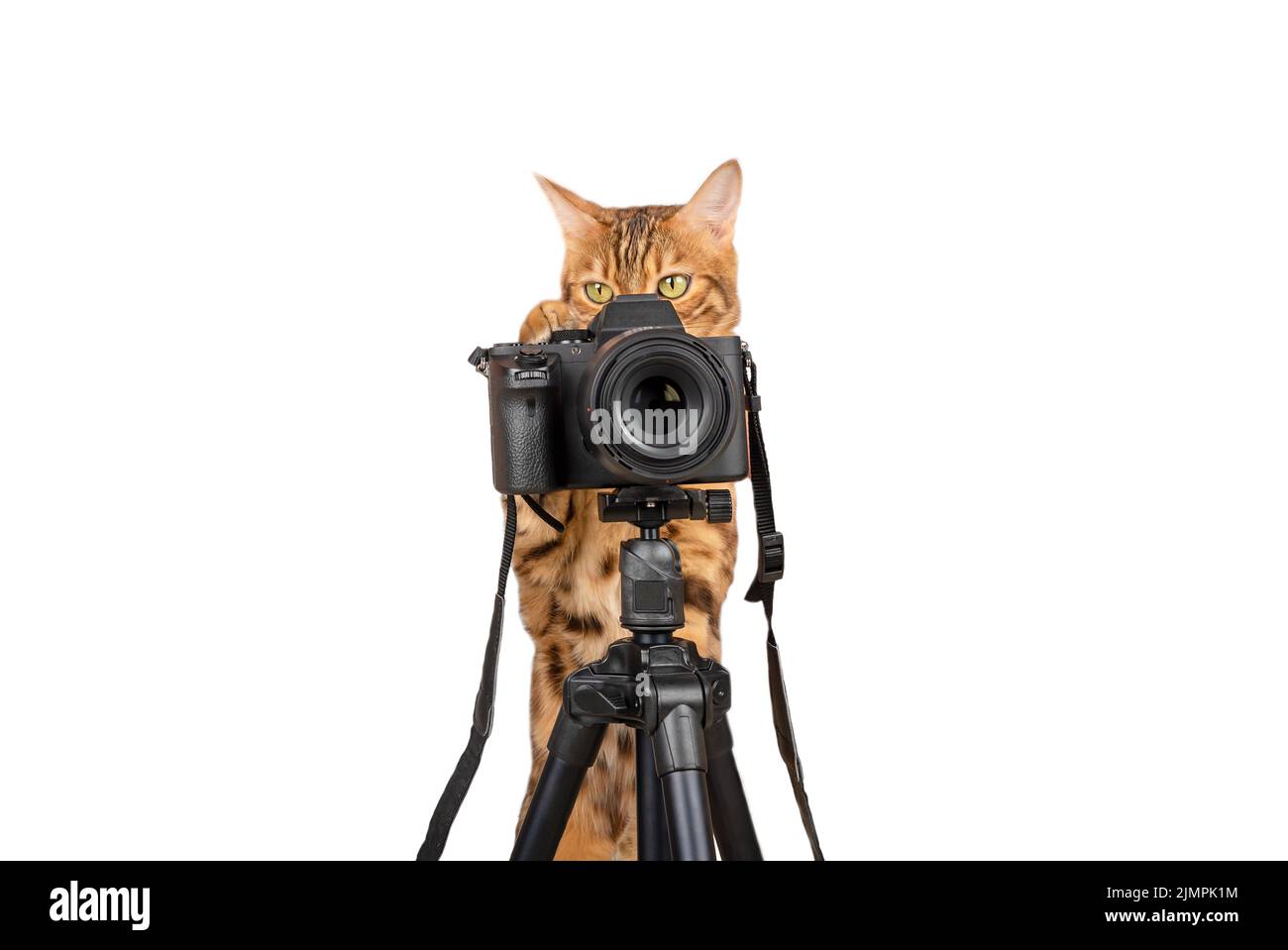 Domestic cat and SLR camera on tripod on white background Stock Photo