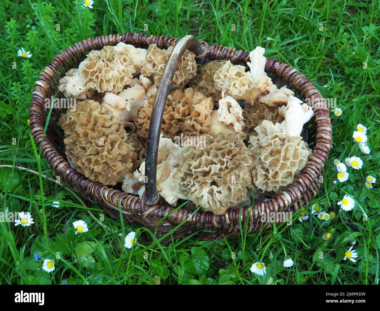 Basket with true morels Stock Photo Alamy