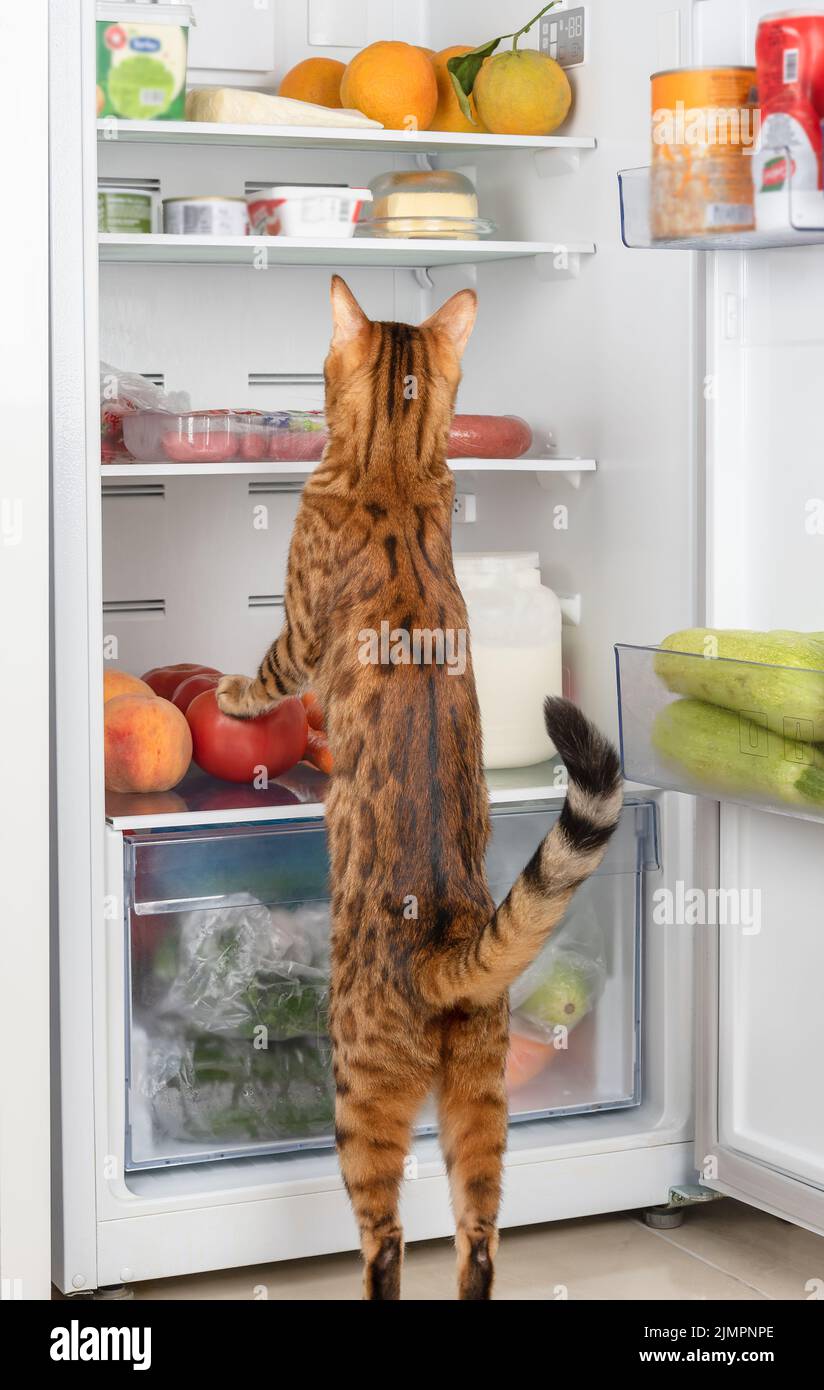 Hungry cat steals food from the refrigerator Stock Photo Alamy