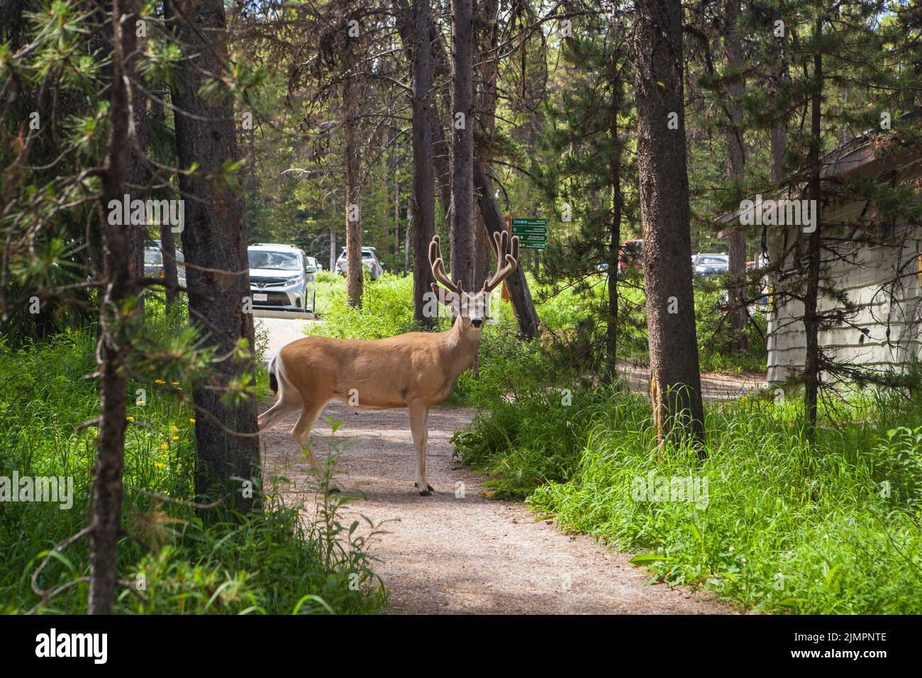 Wapiti buck in Jasper National Park, Alberta, Canada Stock Photo