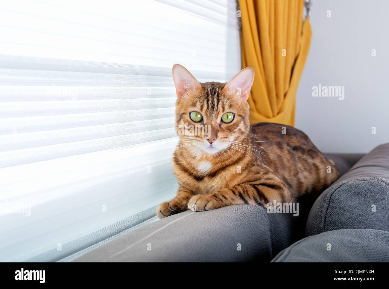 A domestic Bengal cat sits on the back of the sofa in the room. Stock Photo