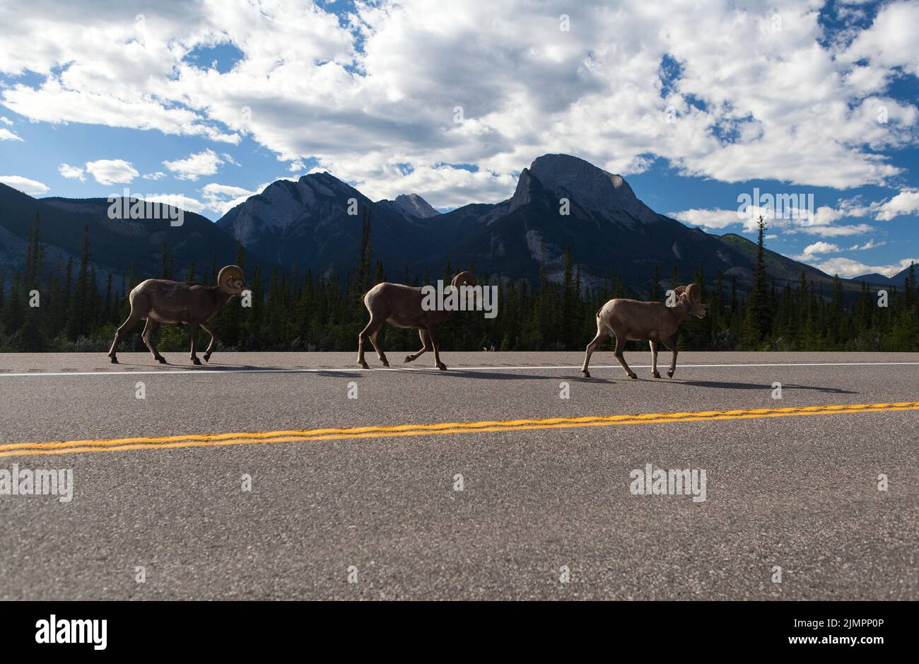Bighorn ram in Jasper National Park, Alberta, Canada Stock Photo