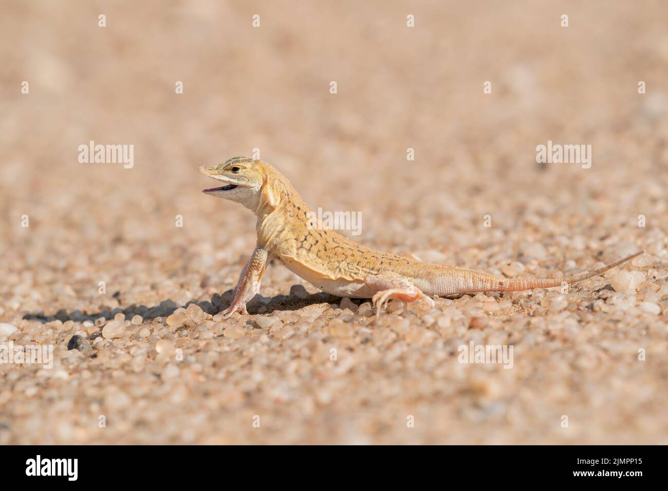 Shovel-snouted Lizard, Meroles anchietae, singel adult resting on hot sand, Namib desert, Namibia, 16 July 2022 Stock Photo