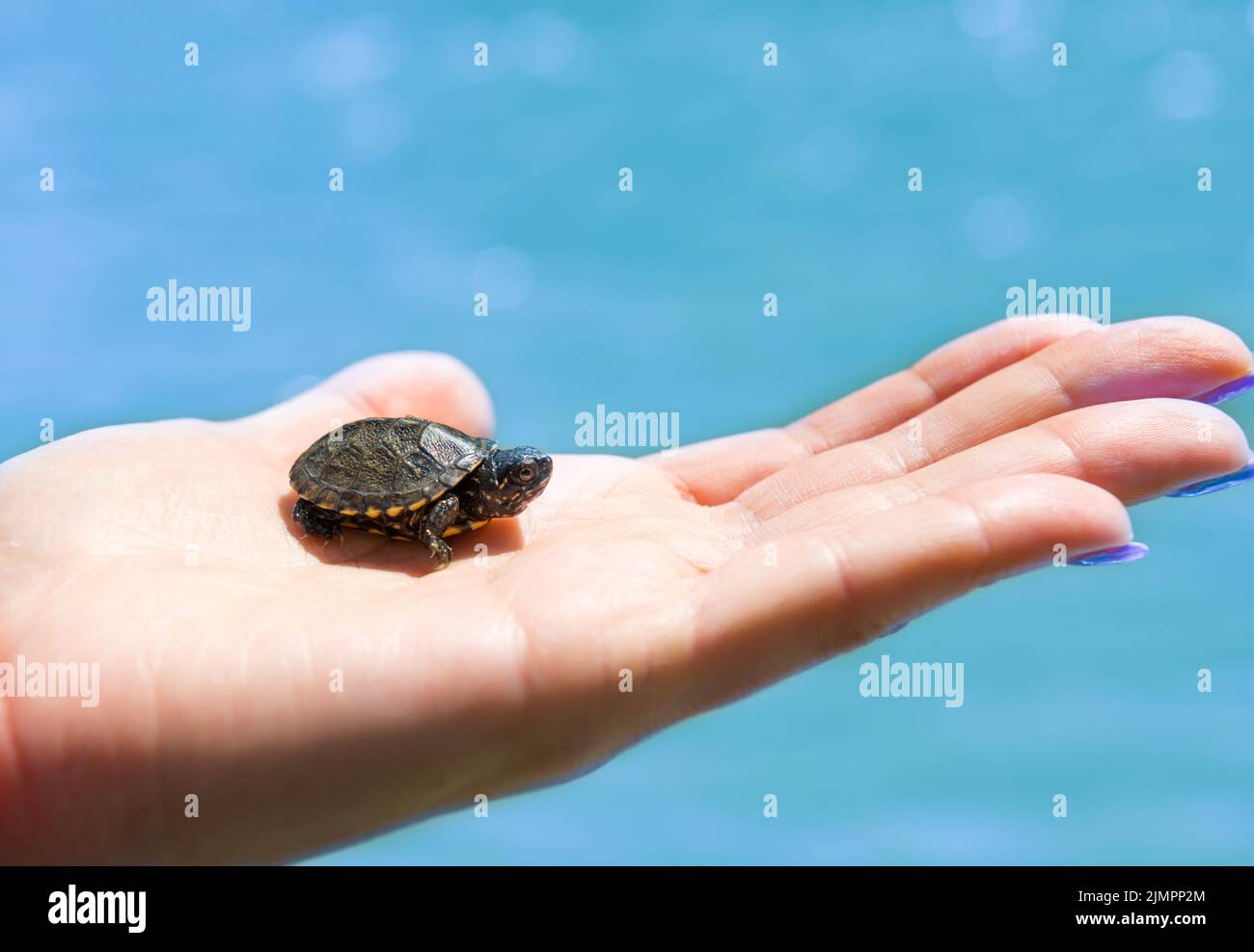 Small sea turtle Stock Photo