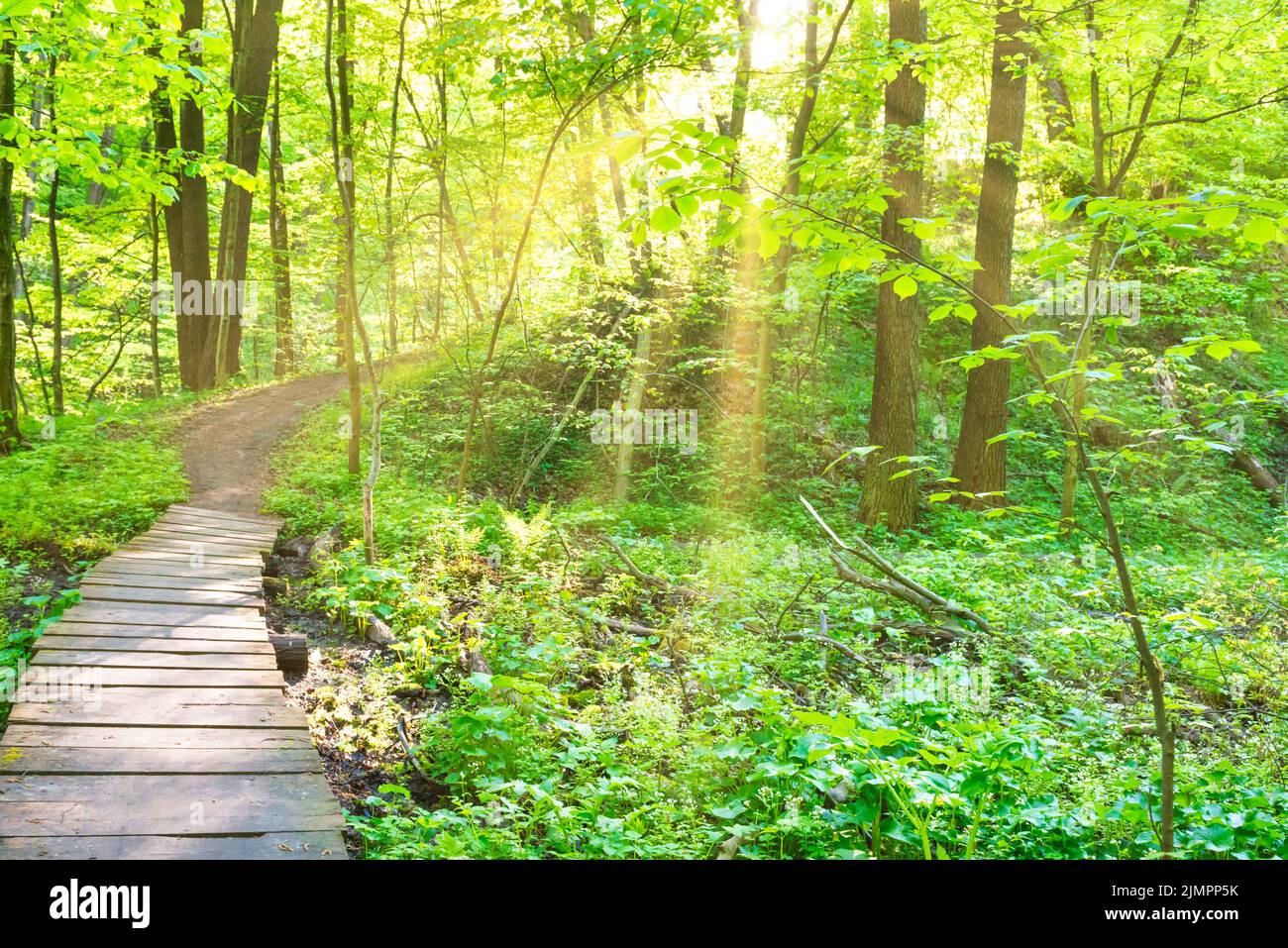 Wooden bridge in green forest Stock Photo