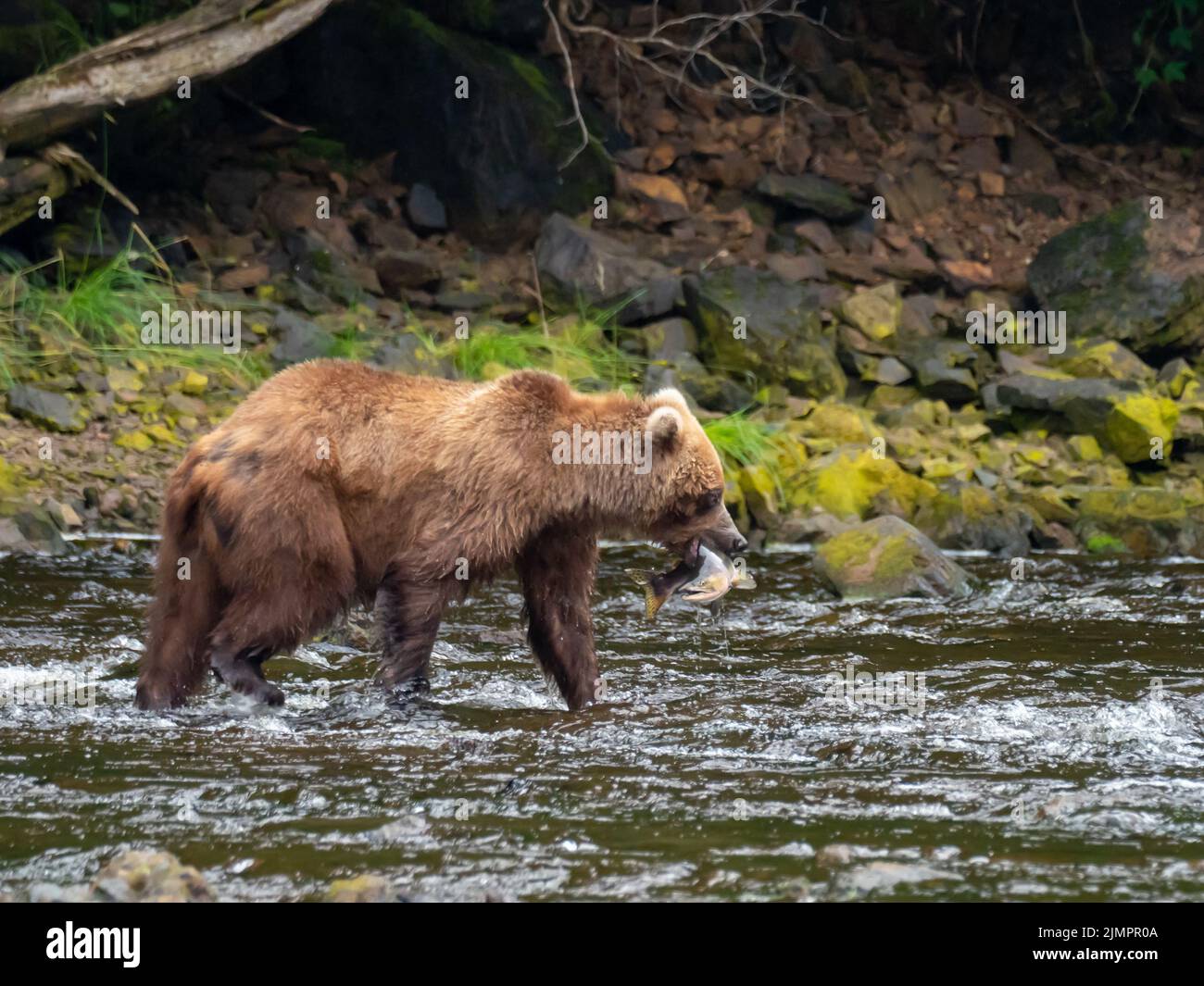 Brown Bear, Ursus arctos, catching salmon in a river in Southeast Alaska, USA Stock Photo