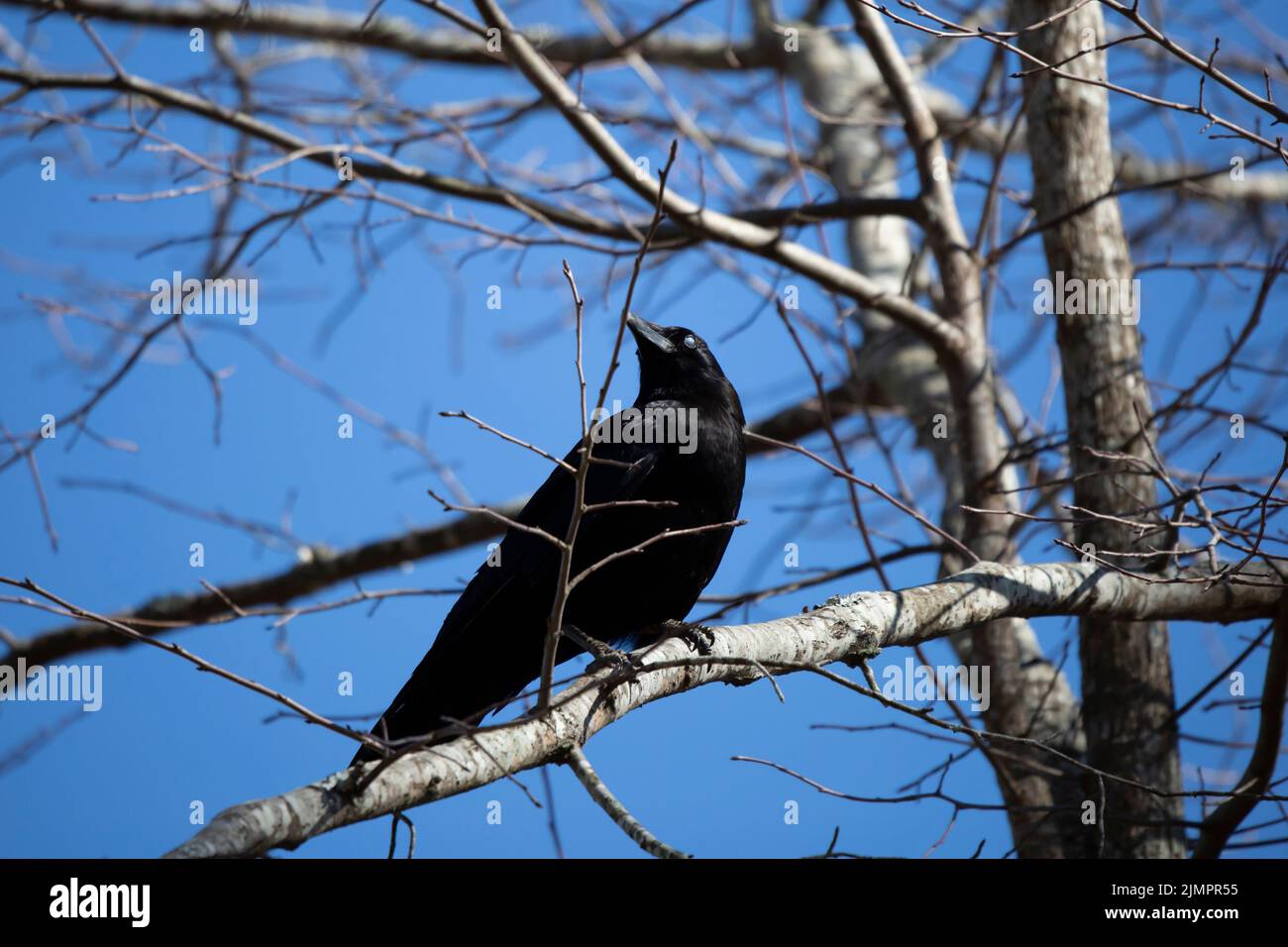 Fish crow (Corvus ossifragus) with its third lid closed across the eye