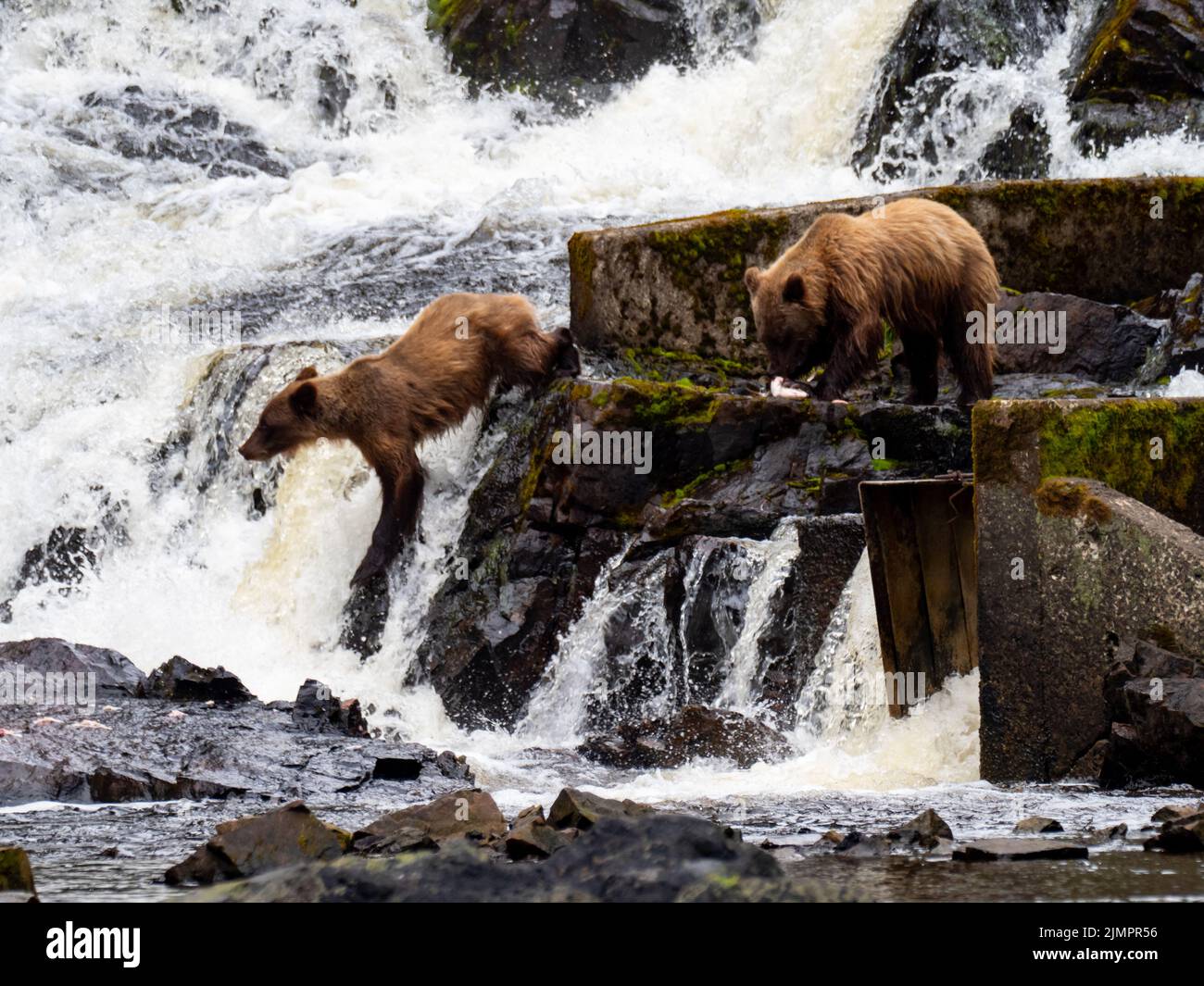 Brown Bear, Ursus arctos, catching salmon in a river in Southeast Alaska, USA Stock Photo