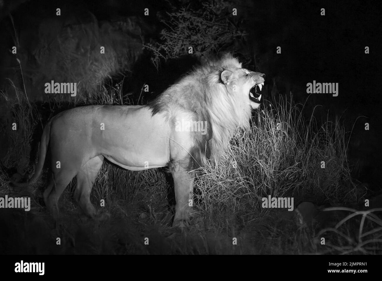 Lion, Panthera leo, monochrome image of adult male roaring in the night while standing on short vegetation, Etosha National Park Namibia, 11 July 2022 Stock Photo