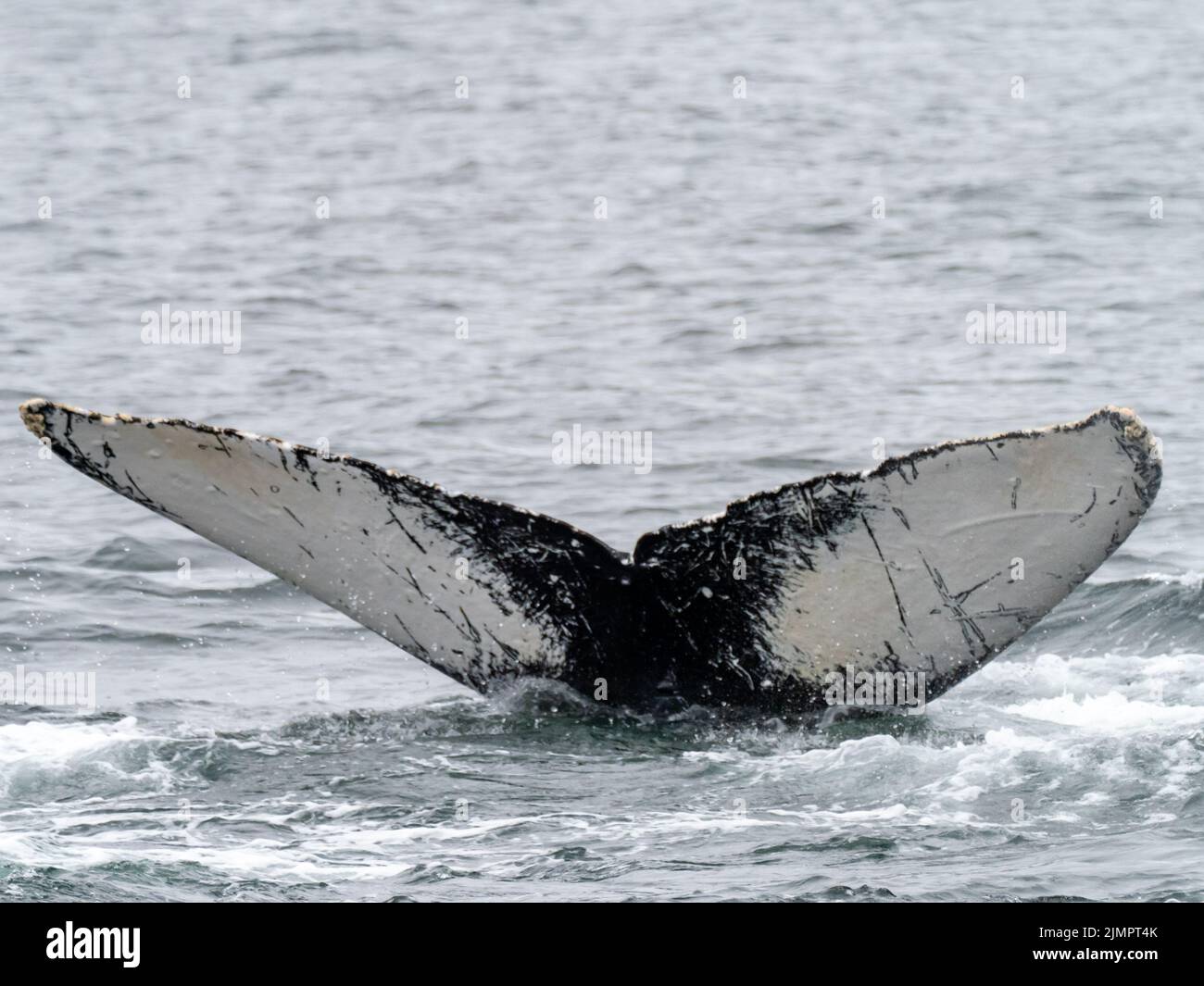 Humpback whale, Megaptera novaeangliae, bubblenet feeding in the waters of Southeast Alaska, USA Stock Photo