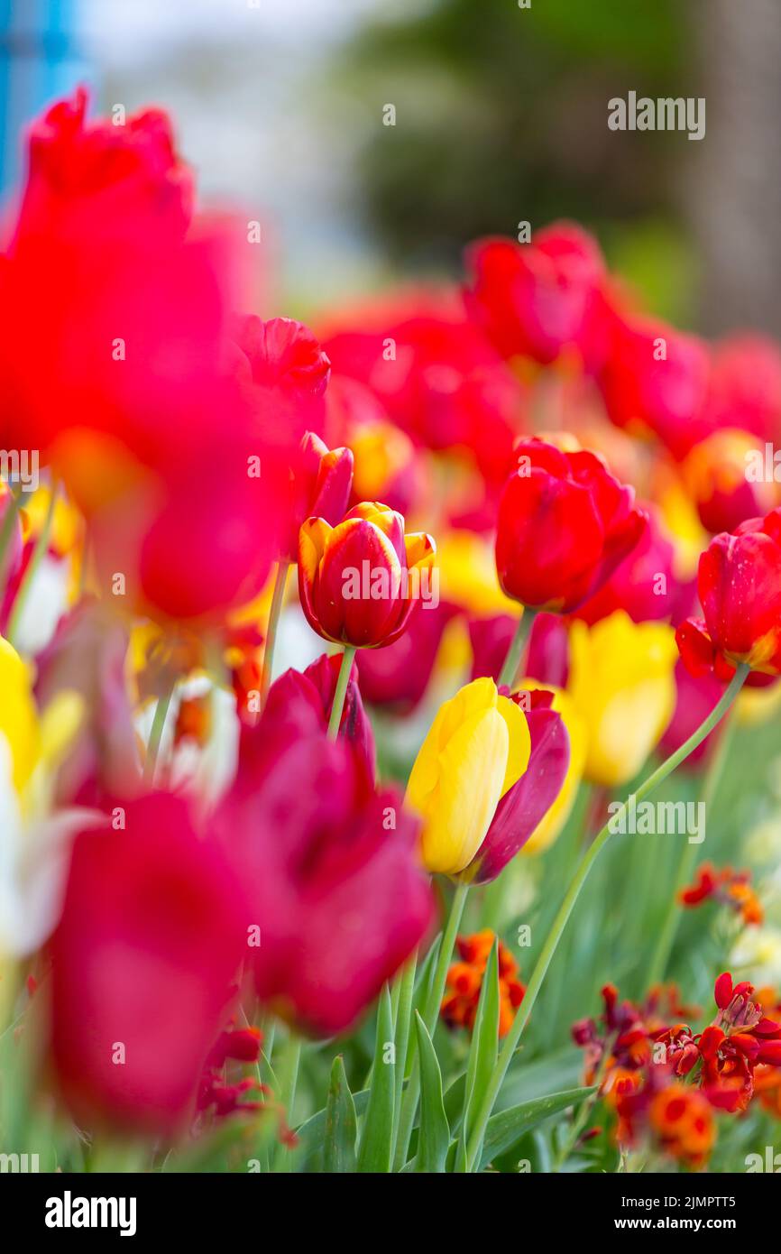 Field beautiful tulips mountains hi-res stock photography and images ...