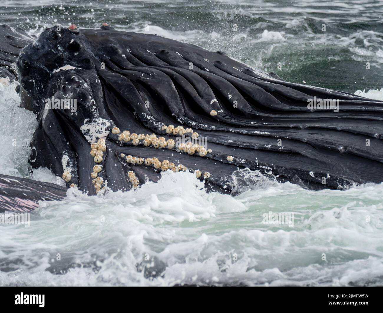 Humpback whale, Megaptera novaeangliae, cooperative bubblenet feeding in the waters of Southeast Alaska, USA Stock Photo
