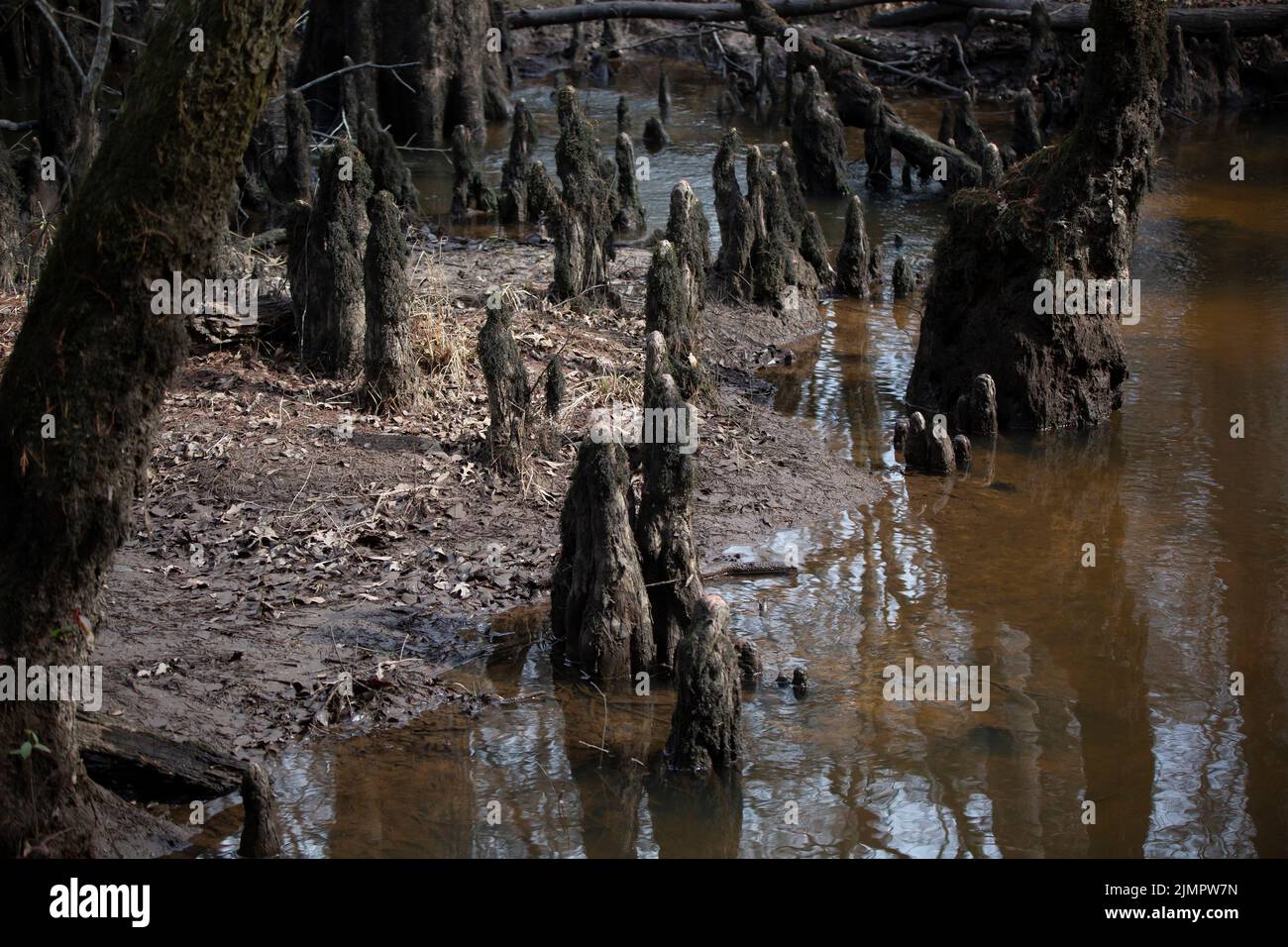 Cypress knees in shallow water near a muddy shore Stock Photo