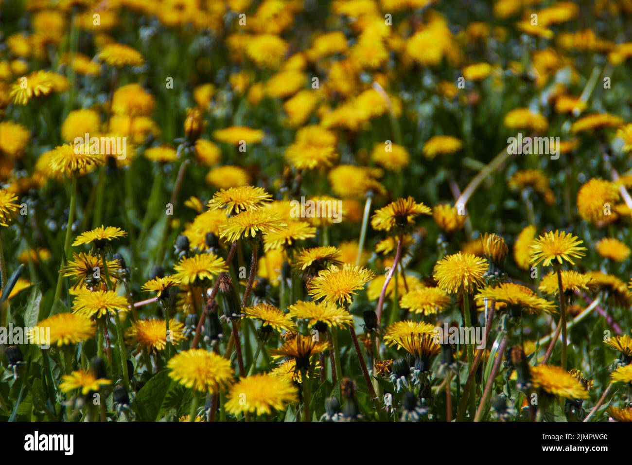 Wildflower field abstract hi-res stock photography and images - Alamy