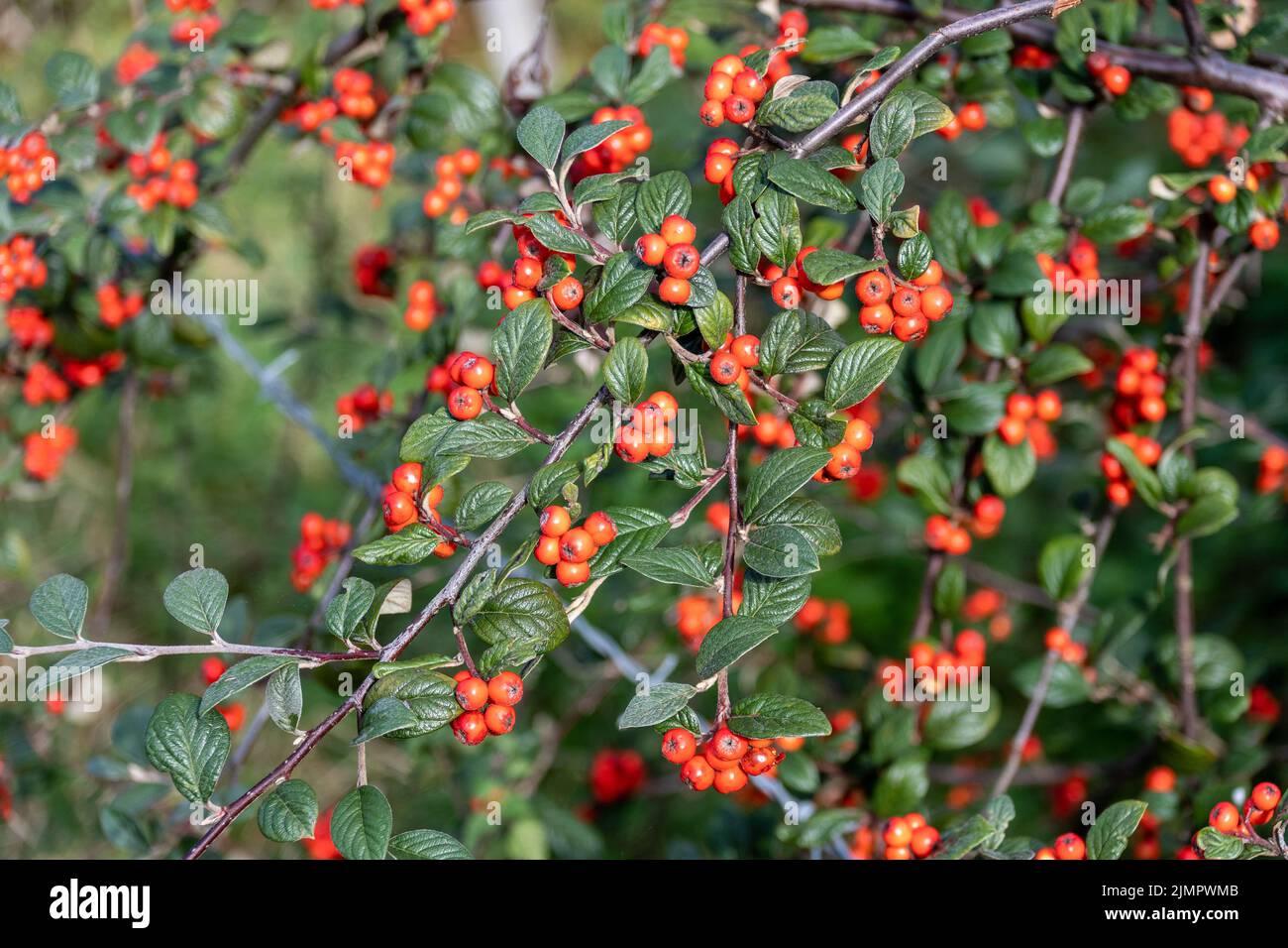 The leaves stems and red berries of a cotoneaster sp bush providing