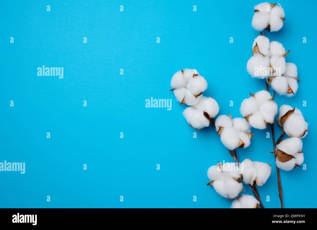 Cotton flower on a blue paper background, overhead. Minimalism flat lay