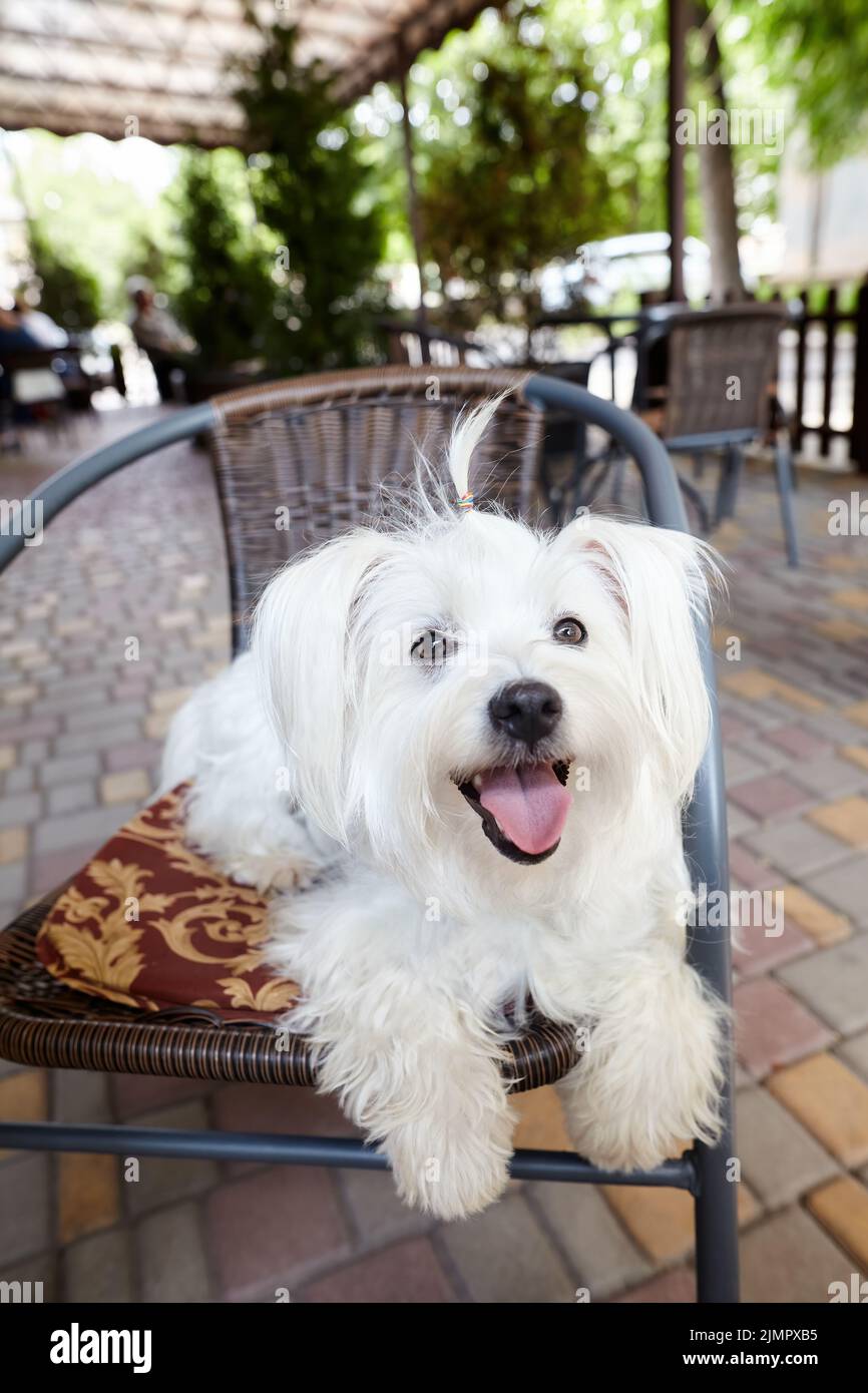 Cute white dog sitting oudoors at the cafe terrace Stock Photo
