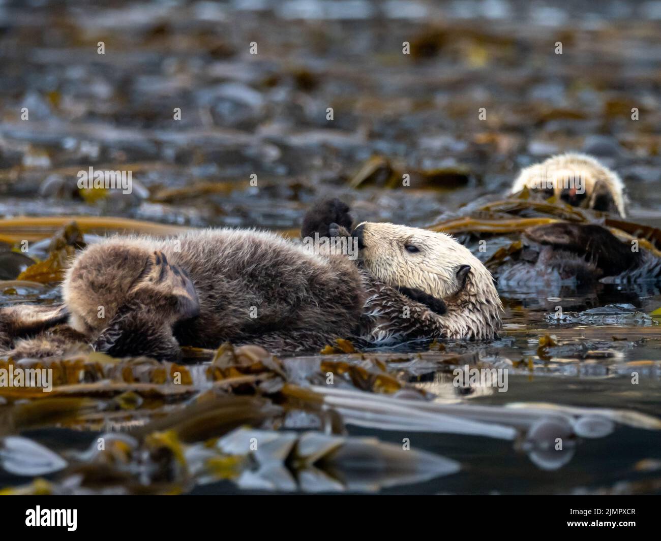 Sea otter, Enhydra lutris, in the kelp forest of Southeast Alaska, USA Stock Photo