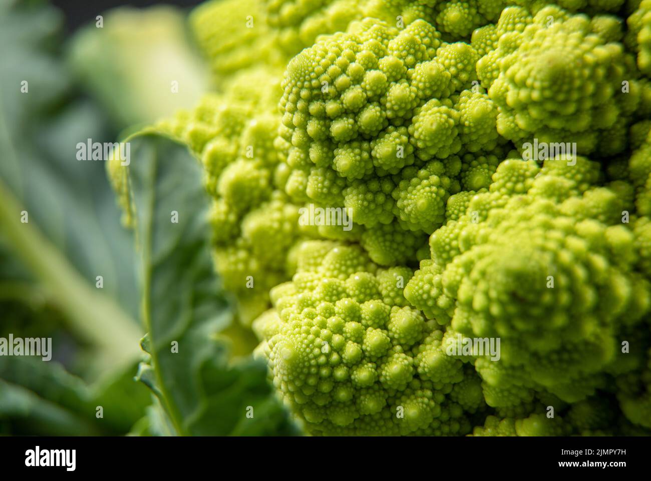 Romanesco broccoli head on a dark stone surface, cabbage, close up, fibonacci sequence, for those who love mathematics Stock Photo