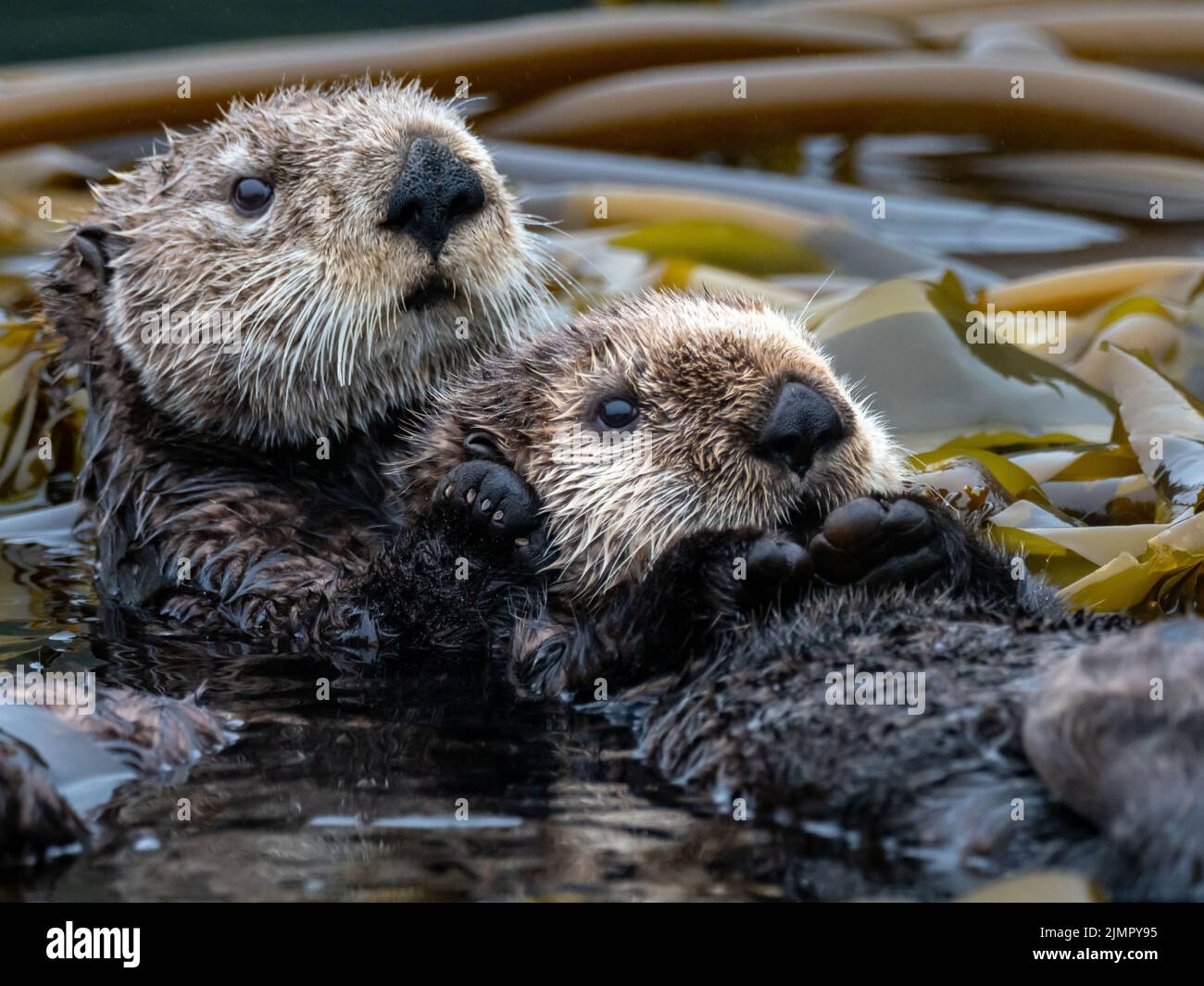 Sea otter, Enhydra lutris, in the kelp forest of Southeast Alaska, USA Stock Photo