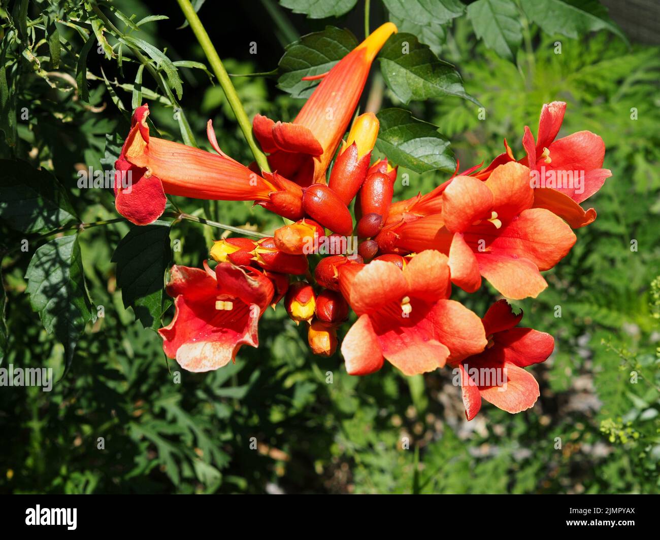 Deep red trumpet vine flowers (Campsis radicans) and buds in a garden in Ottawa, Ontario, Canada. Stock Photo