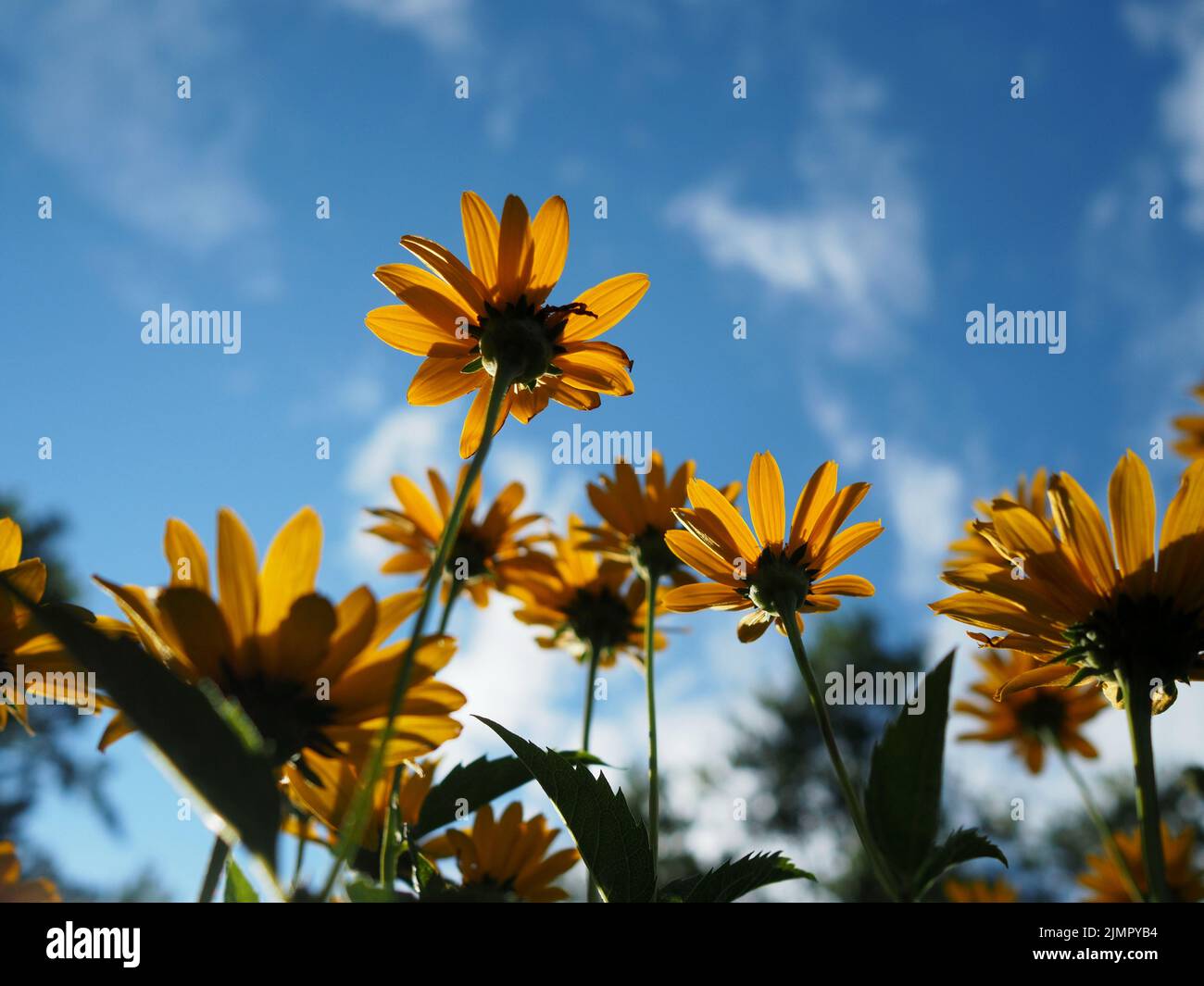 Yellow oxeye flowers (Heliopsis helianthoides) silhouetted against a blue sky in a park in Ottawa, Ontario, Canada. Stock Photo