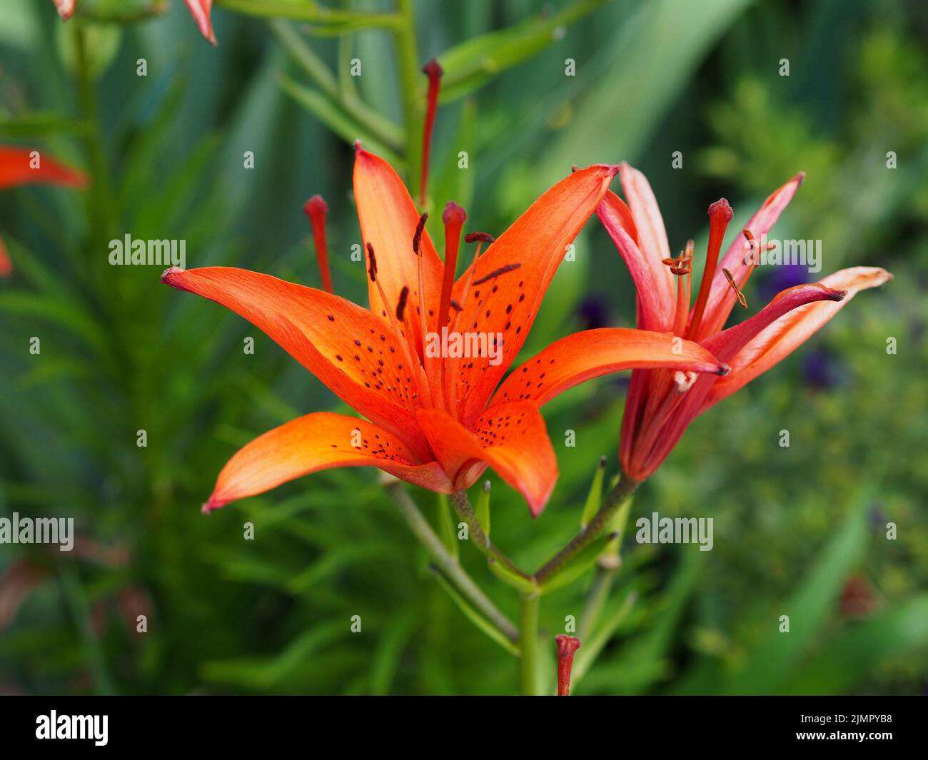 Bright red and orange lily (Lilium bulbiferum) in a garden in Ottawa, Ontario, Canada. Stock Photo