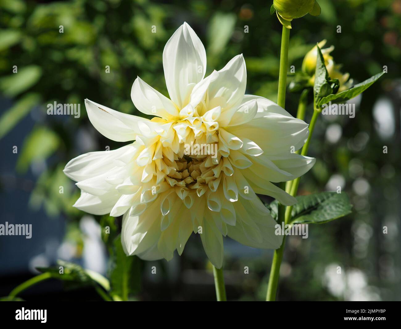 Gorgeous creamy white flower of a dahlia (Dahlia pinnata) coming into full bloom in a garden in Ottawa, Ontario, Canada. Stock Photo