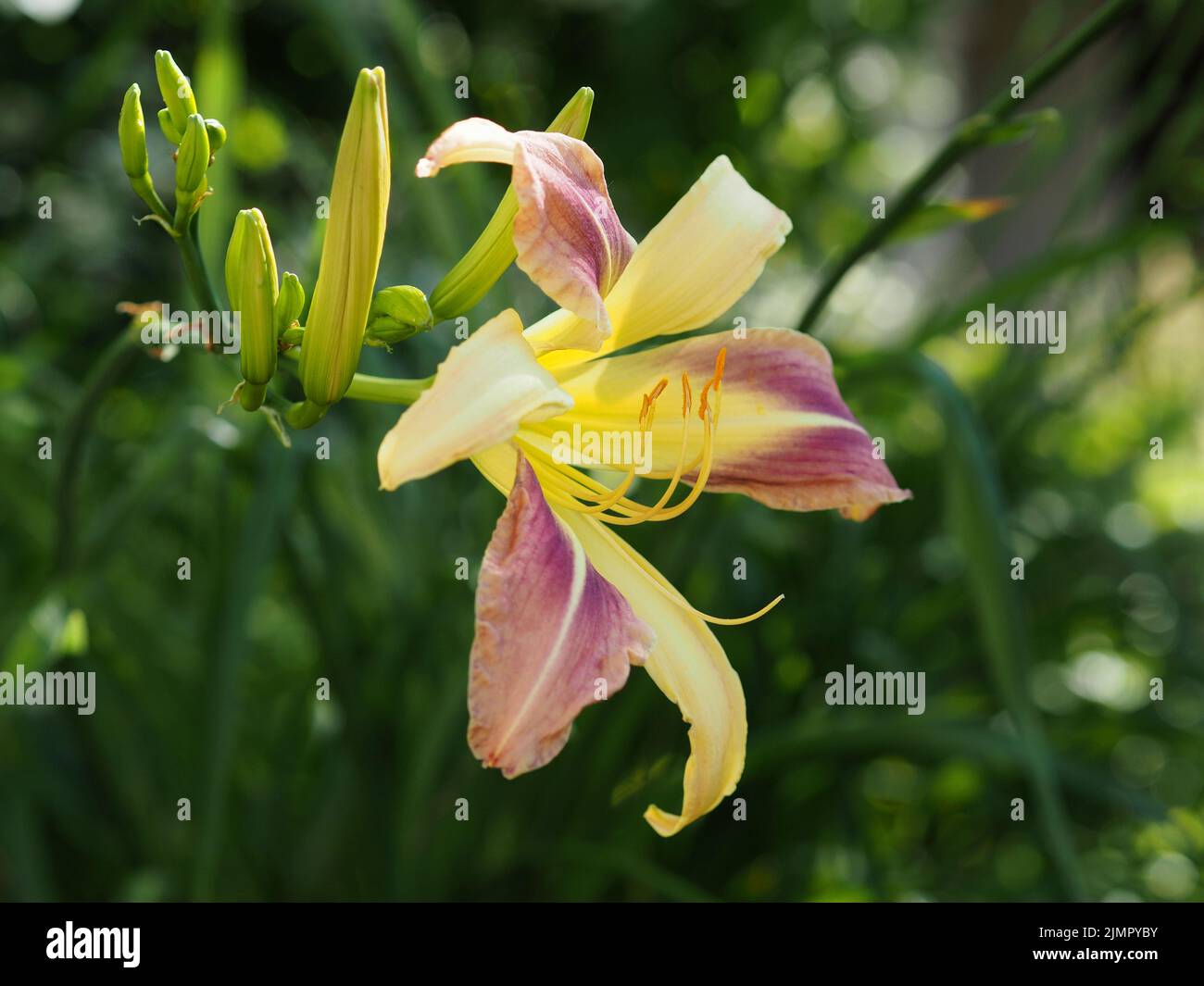 Wonderful pastel yellows and reds of a day lily (Hemerocallis lilioasphodelus) in a garden in Ottawa, Ontario, Canada. Stock Photo