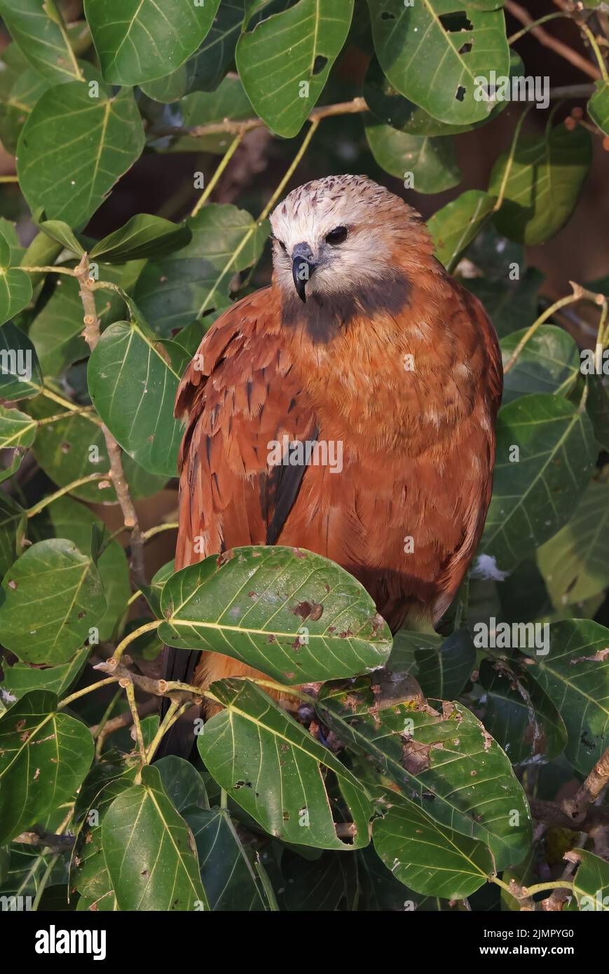 Black-collared Hawk (Busarellus nigricollis nigricollis) adult perched in tree by wetland Pantanal, Brazil                    July Stock Photo
