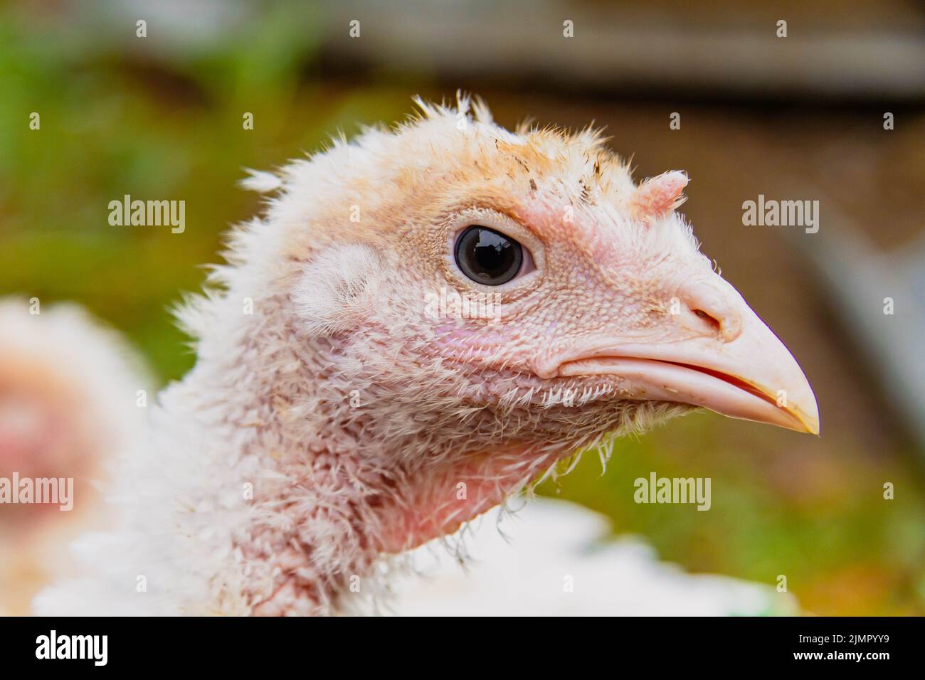 Turkey cubs. Little turkeys. Feeding and caring for birds Stock Photo