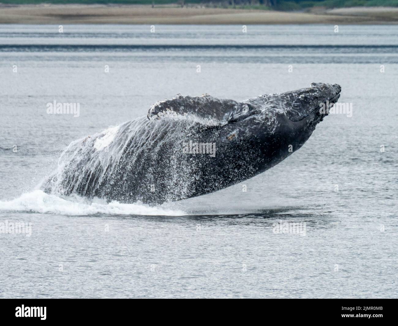 Humpback whale, Megaptera novaeangliae, bubblenet feeding in the waters of Southeast Alaska, USA Stock Photo