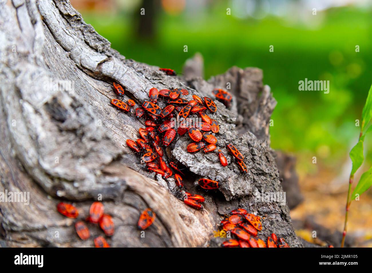 Red beetles. A flock of beetles sits on a stump. insects in the sun. Stock Photo