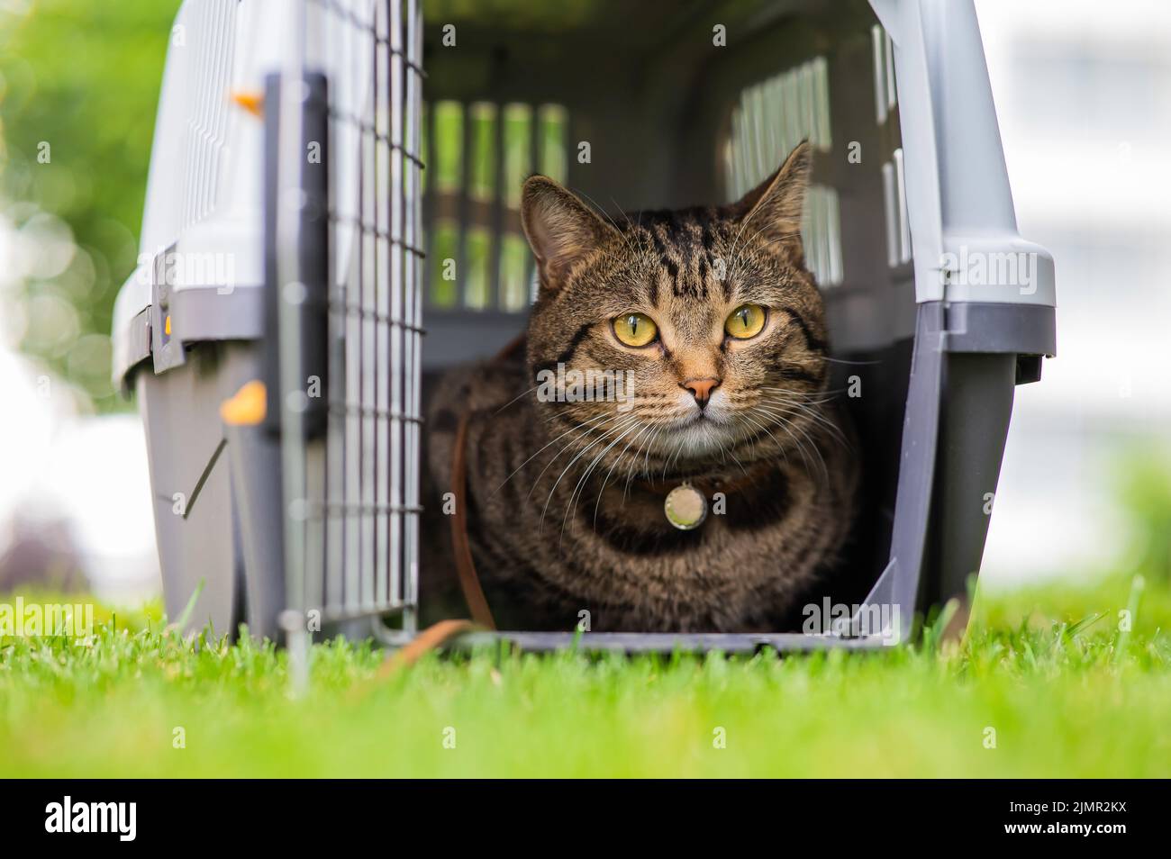 Gray Tabby Cat Lies In A Carrier On Green Grass Outdoors Stock Photo