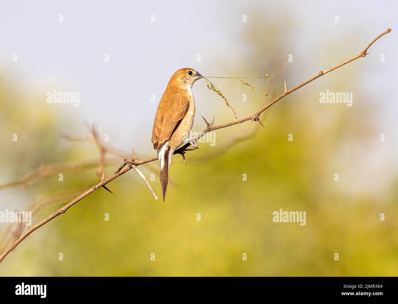 Silver Bill resting on a bush with nesting material Stock Photo - Alamy