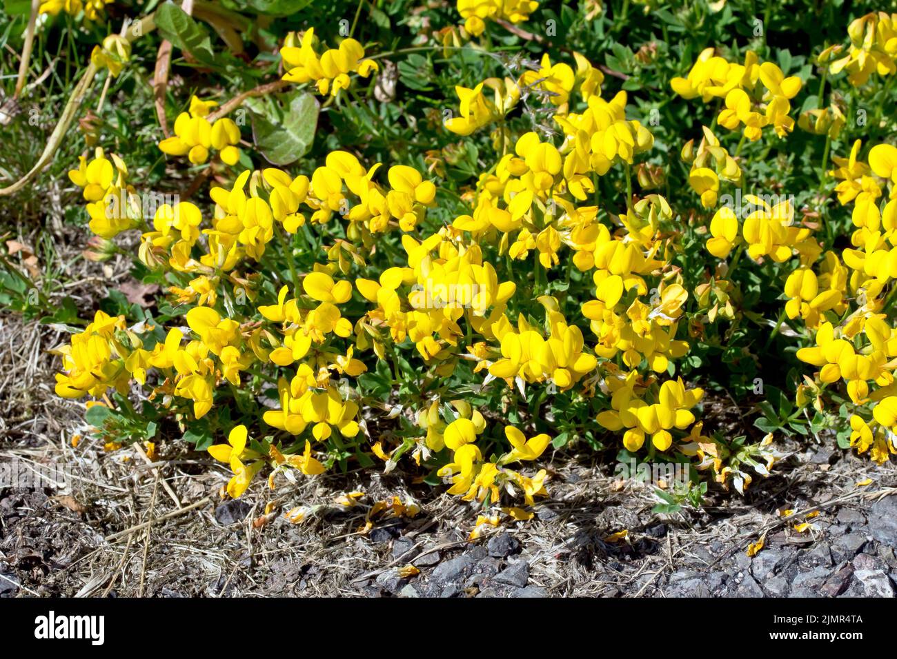 Bird's-foot Trefoil (lotus corniculatus), close up showing the common yellow-flowered plant growing out from the grass verge across the pavement. Stock Photo
