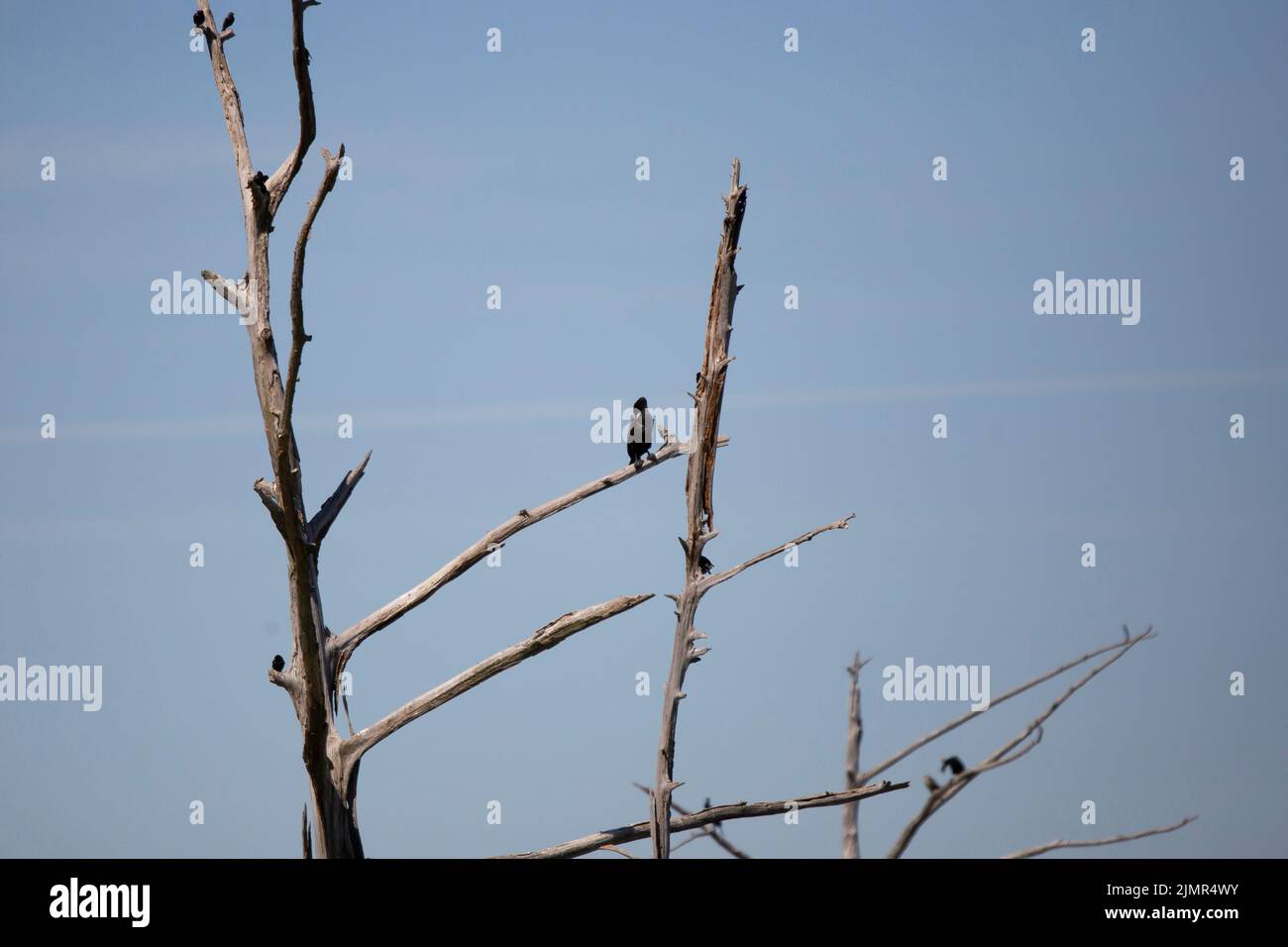 Birds Maturing Maturing double-crested cormorant (Phalacrocorax auritus) grooming on a ...