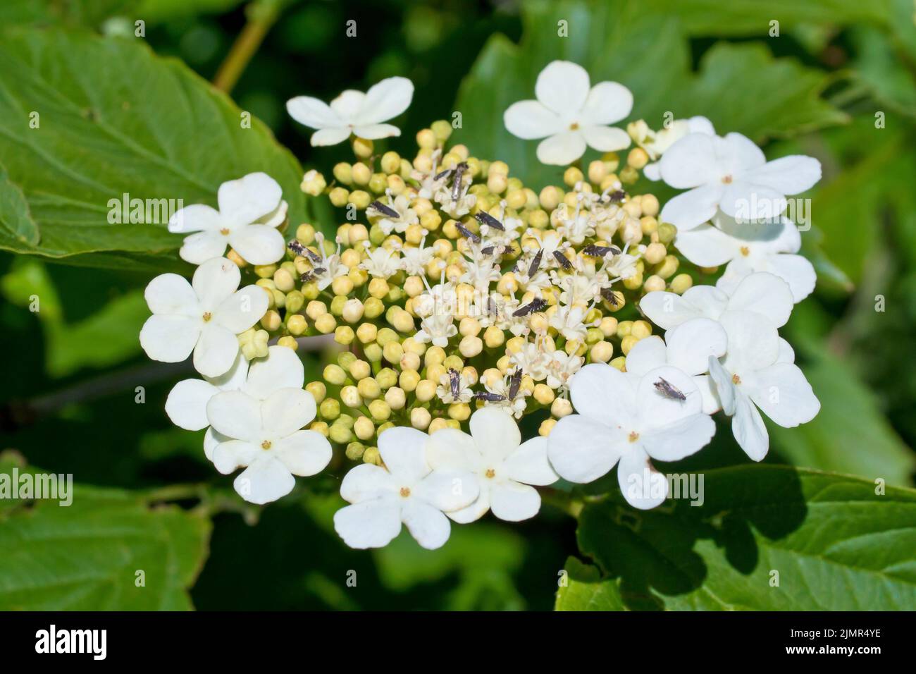 Guelder Rose (viburnum opulus), close up showing a single large flat flowerhead of the commonly planted shrub. Stock Photo