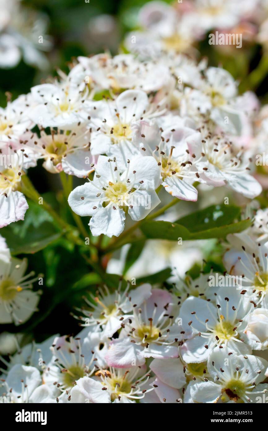Hawthorn, Whitethorn or May Tree (crataegus monogyna), close up showing a cluster of the white flowers or blossom that cover the trees in the spring. Stock Photo