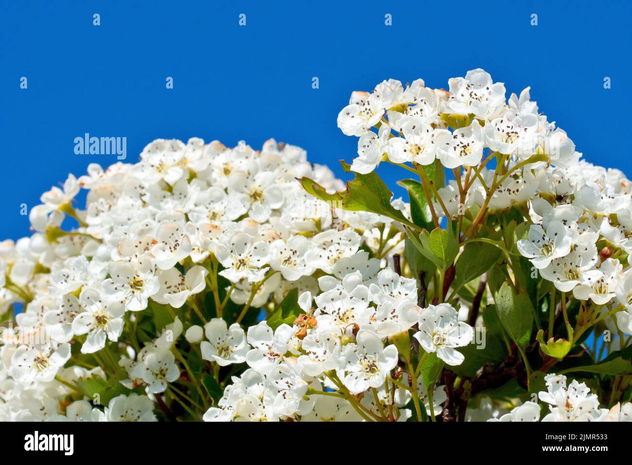 Hawthorn, Whitethorn or May Tree (crataegus monogyna), close up showing the white flowers or blossom of the tree against a clear blue sky. Stock Photo