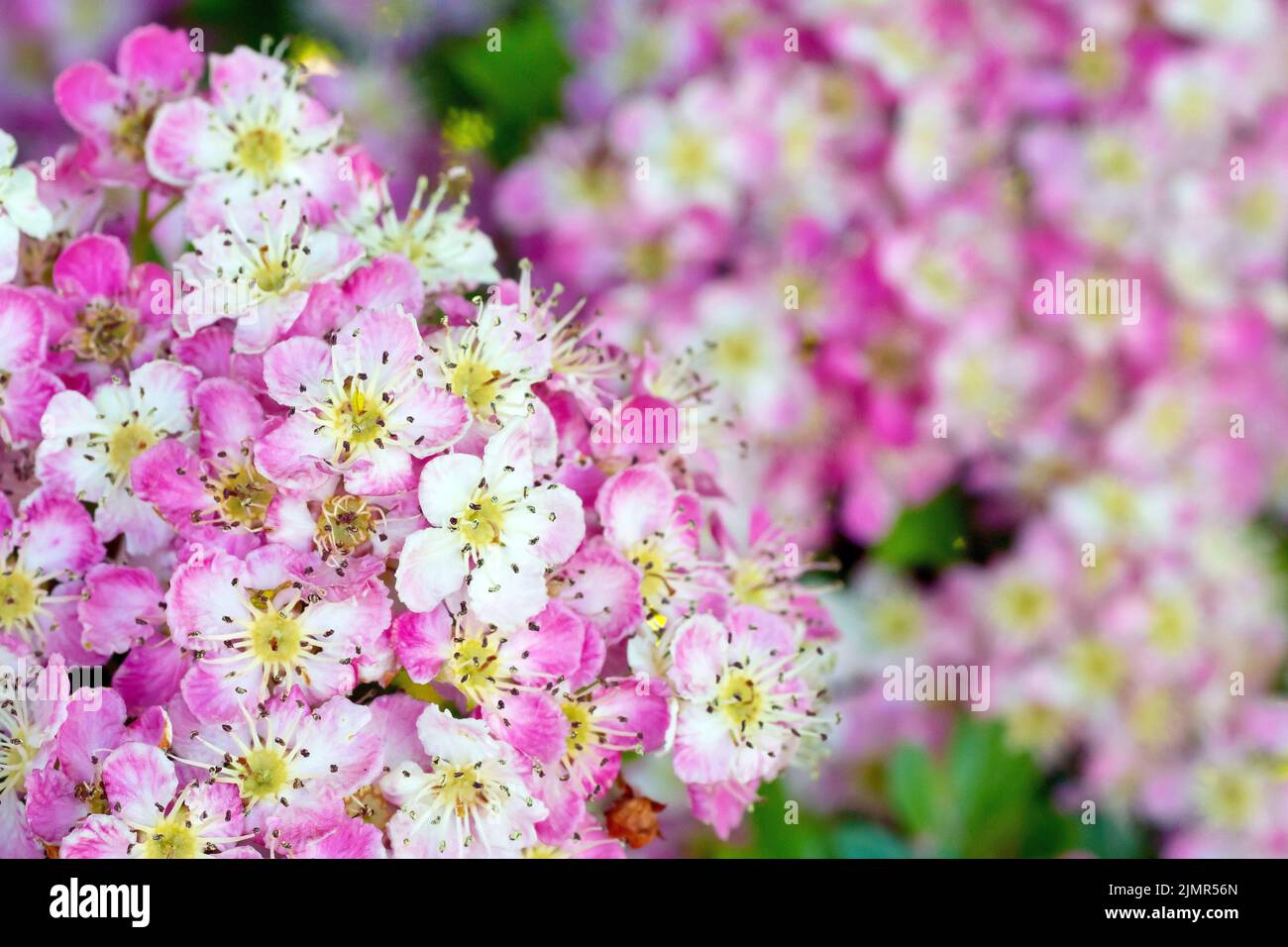 Hawthorn, Whitethorn or May Tree (crataegus monogyna), close up showing some strongly pink tinged flowers or blossom of the common tree. Stock Photo