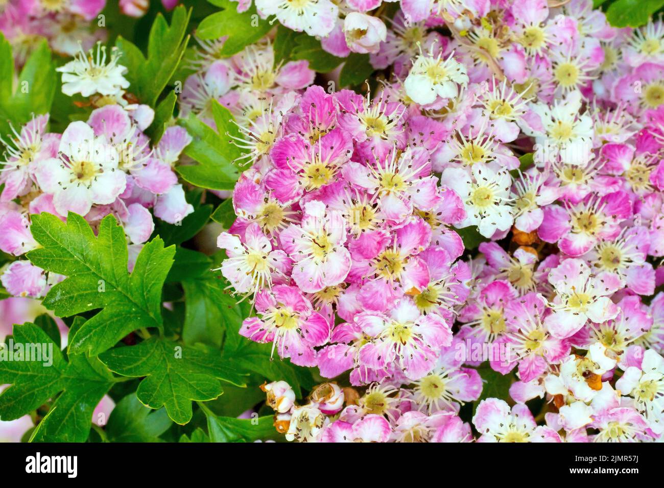 Hawthorn, Whitethorn or May Tree (crataegus monogyna), close up showing some strongly pink tinged flowers or blossom of the common tree. Stock Photo