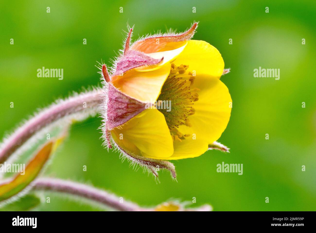 Close up of the hybrid flower of Water Avens or Billy's Button (geum rivale) and Wood Avens or Herb Bennet (geum urbanum), (geum x intermedium). Stock Photo