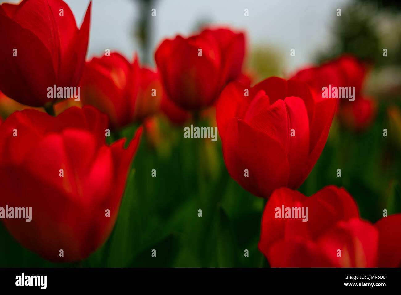 Red tulips. Printable or canvas print tulip photo. Spring blossom background. Stock Photo