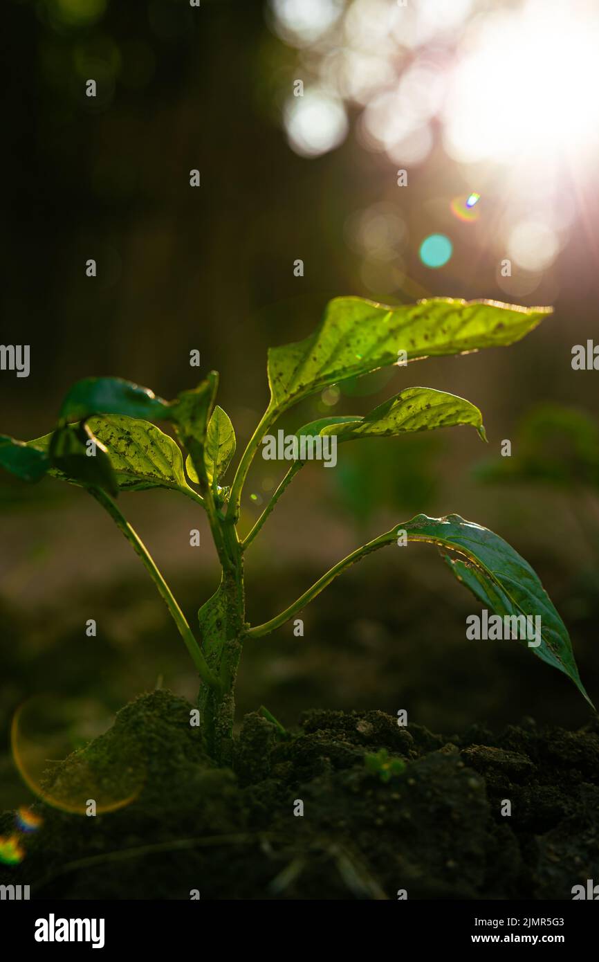 Plant growth. A little plant with sunlight and lens flare with bokeh. Economy or carbon net zero or ecology or growing or development concept vertical Stock Photo