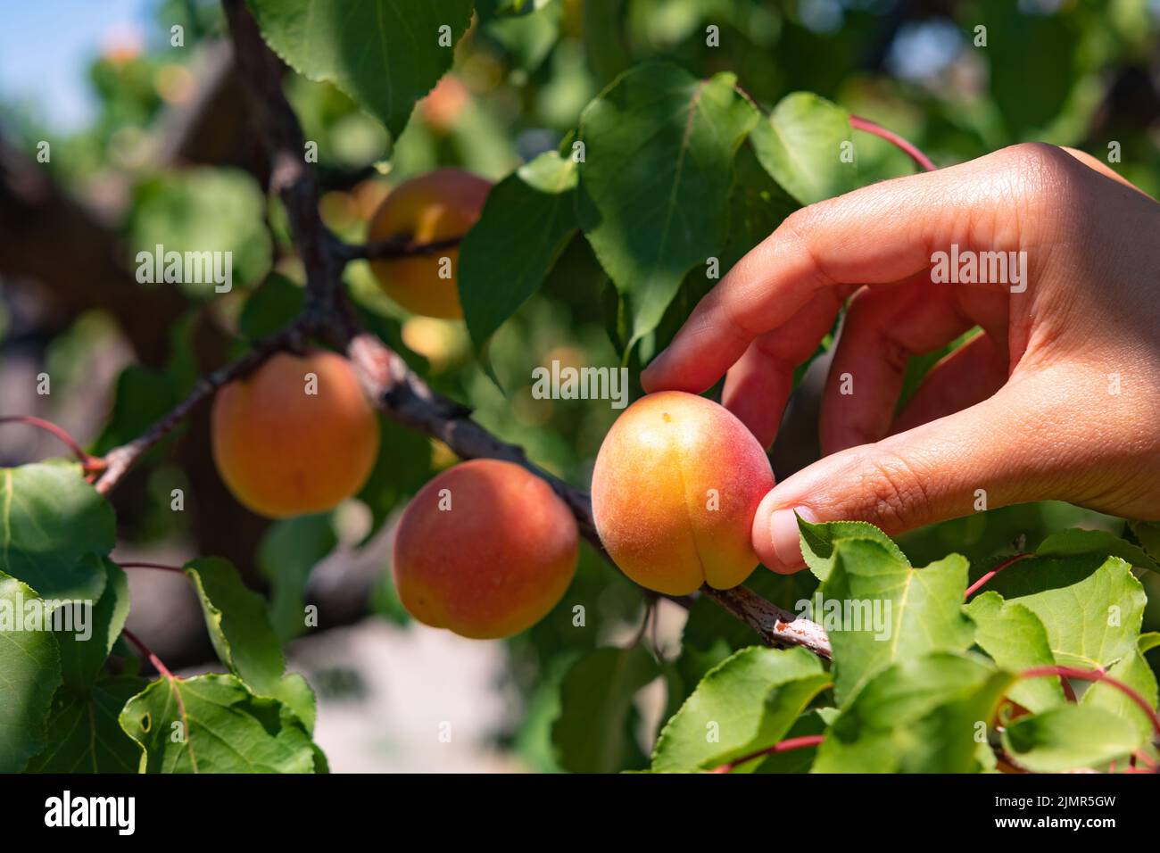 Picking or collecting or harvesting an apricot on the tree in summer. Apricot production background photo. Organic raw fruits. Stock Photo