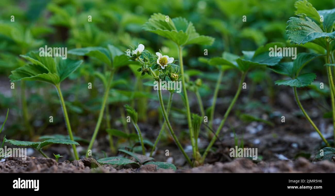 Strawberry bush with green leaves and white flowers in vegetable garden, fruit growing Stock Photo